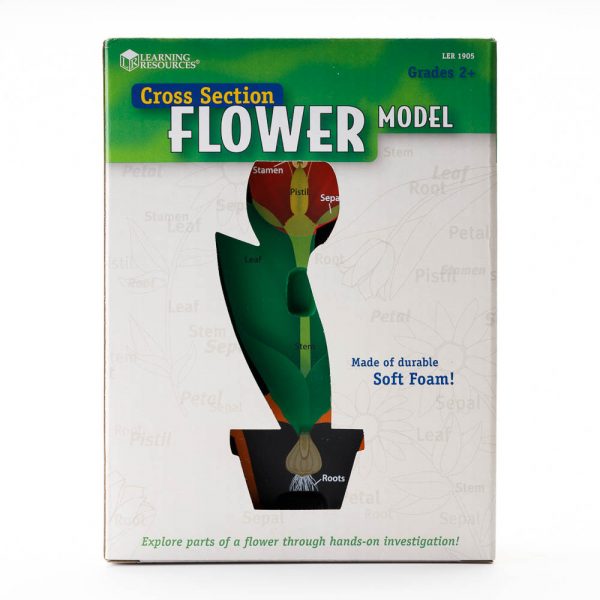 flower model