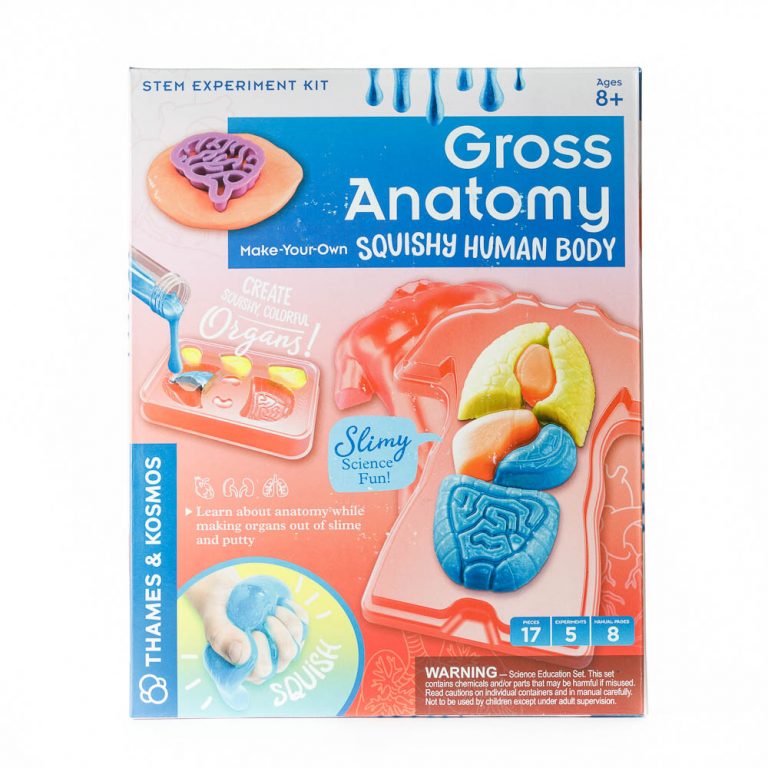 Gross Anatomy Make Your Own Squishy Human Body Kit by Thames & Kosmos