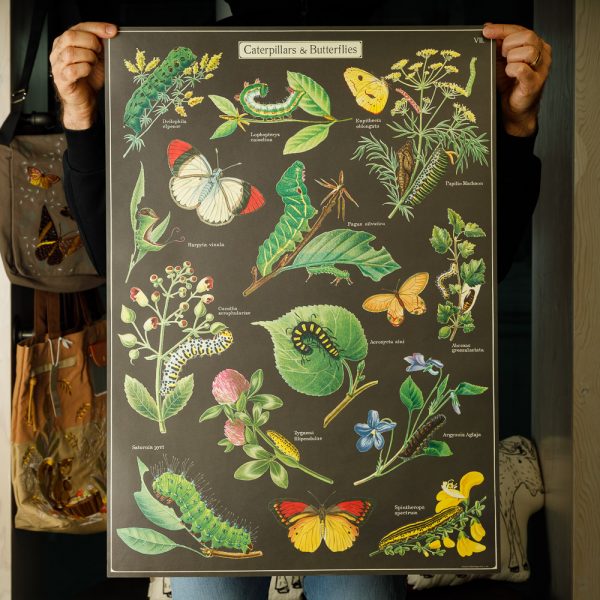 cavallini butterflies and caterpillars poster