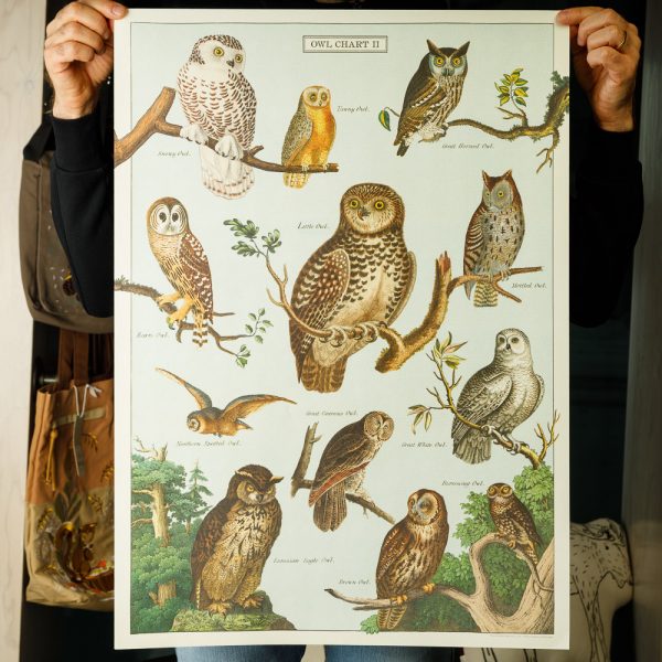 cavallini owl chart ii poster