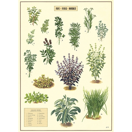 herbs poster
