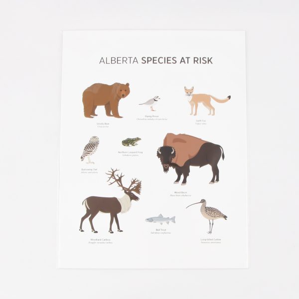 alberta species at risk print