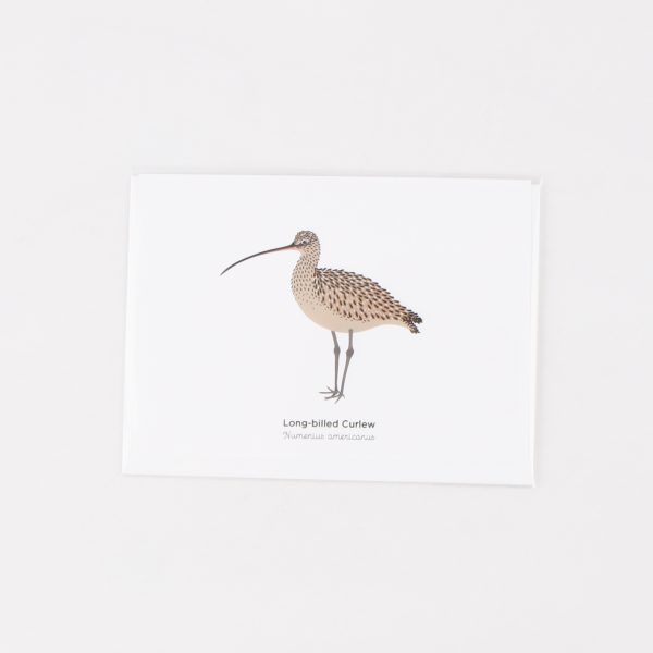 long billed curlew greeting card