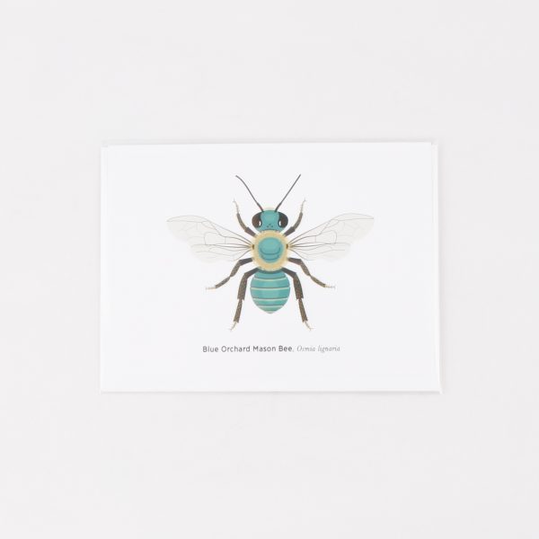 mason bee greeting card