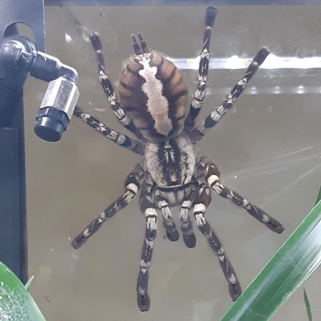 indian ornamental tarantula