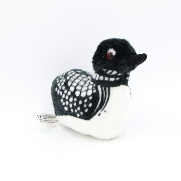 common loon scaled