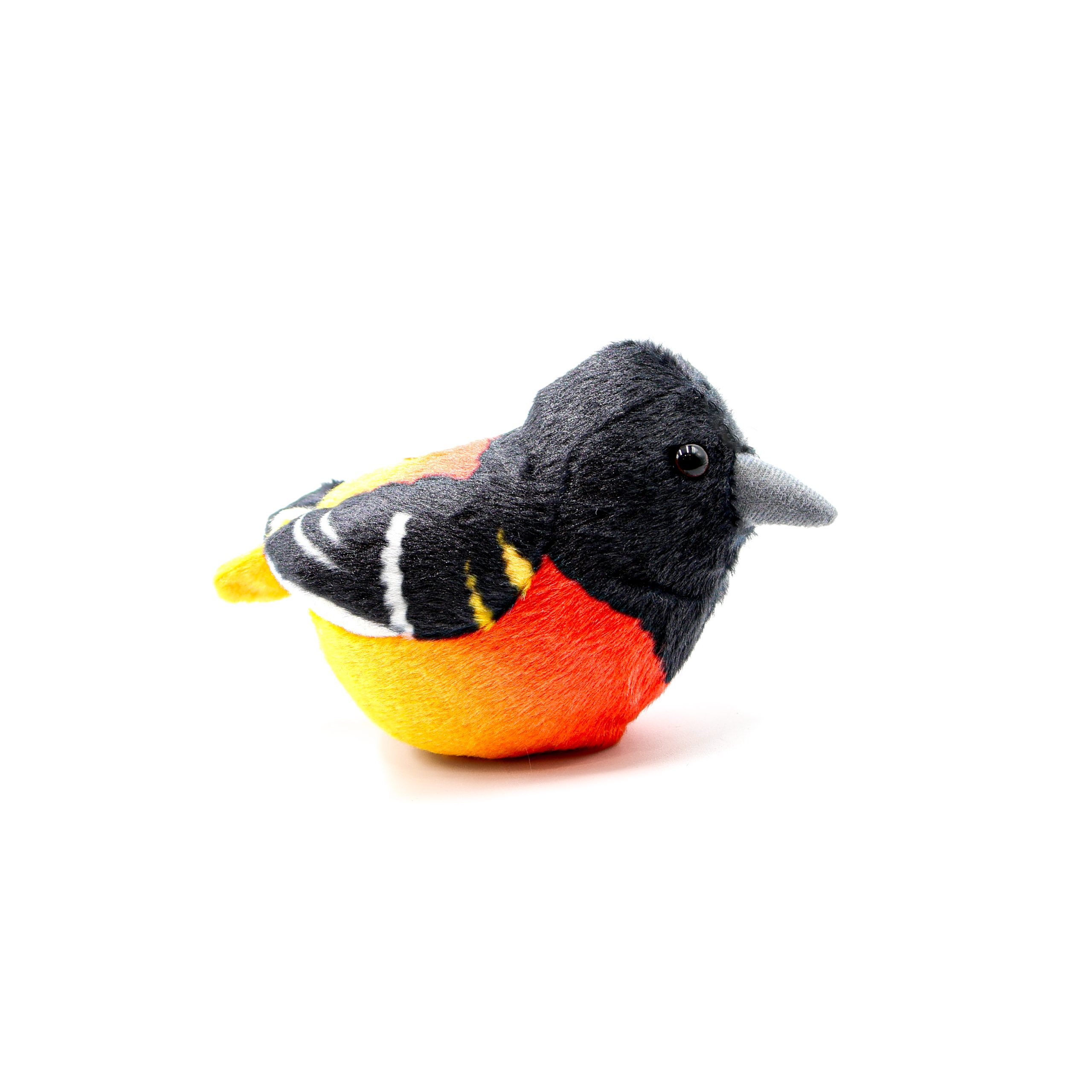 Adu Baltimore Oriole Adu Baltimore Oriole scaled