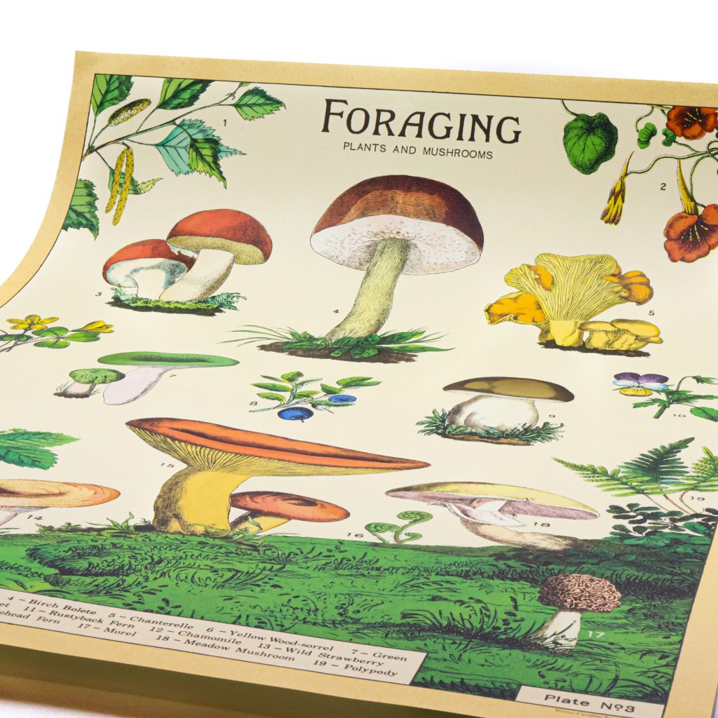 Forage Poster by Cavallini Papers & Co. - RAM Shop