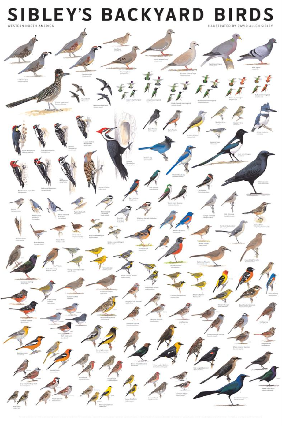 Sibleys backyard birds poster Sibleys backyard birds poster