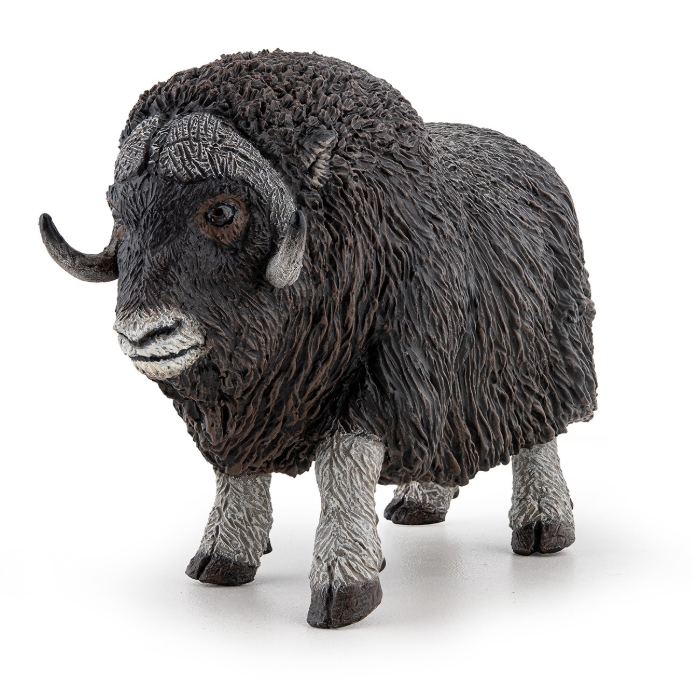 Musk Ox Musk
