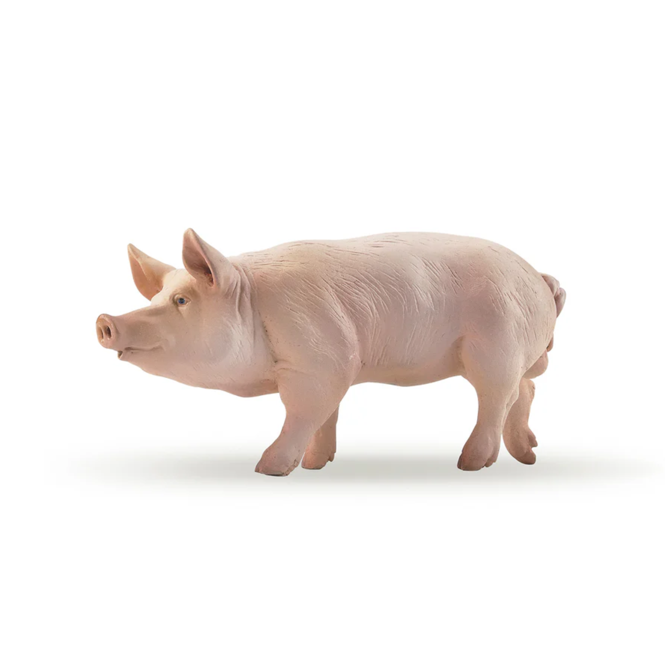 Boar Boar