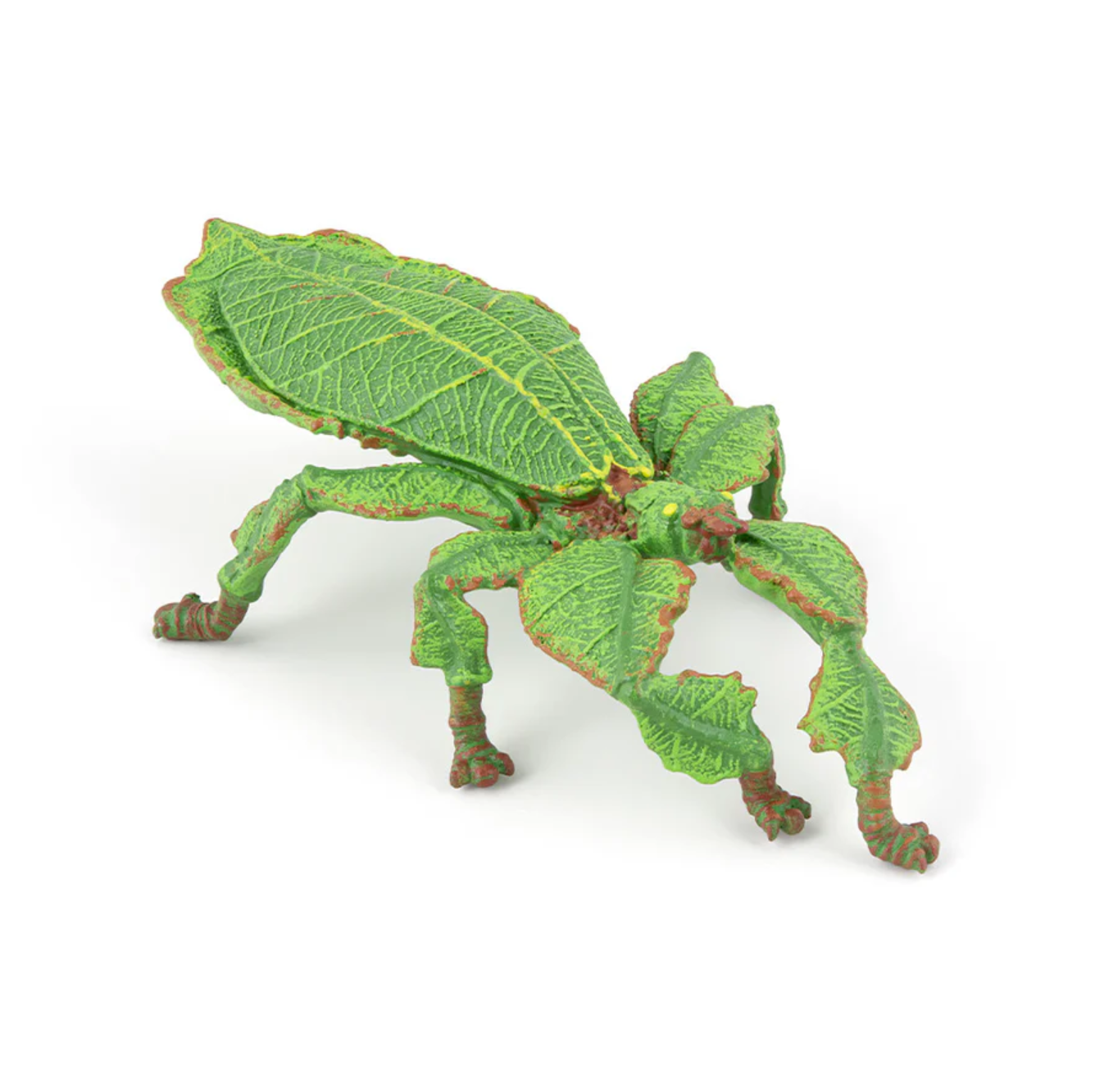 Leaf Insect Leaf Insect